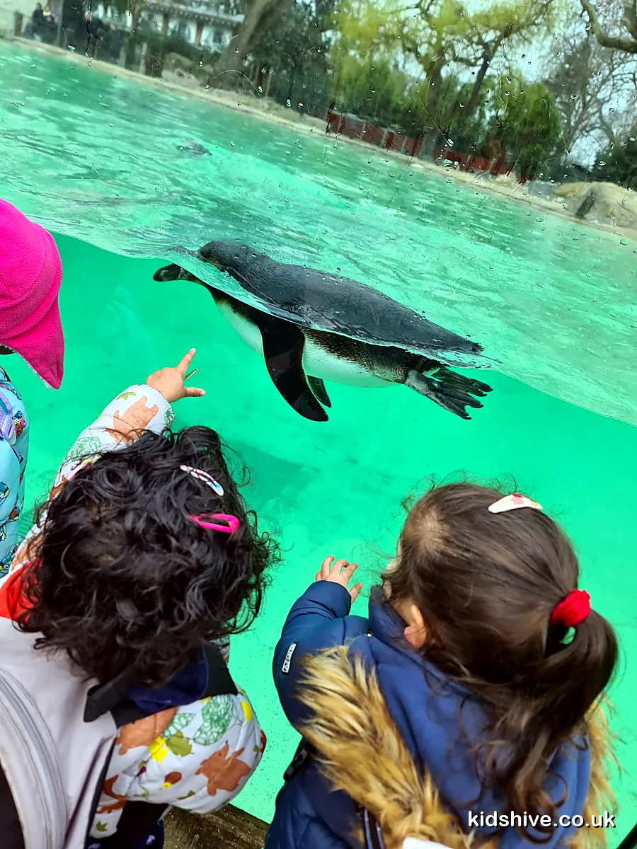 A trip to the zoo to watch the penguins